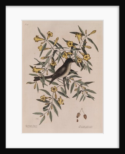 The 'blackcap fly-catcher' and the 'yellow jessamy' by Mark Catesby