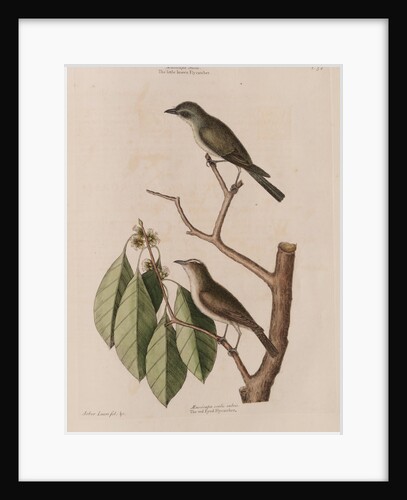 The 'little brown fly-catcher', the 'red ey'd flycatcher' and the 'arbor lauri folio' by Mark Catesby