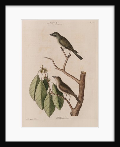 The 'little brown fly-catcher', the 'red ey'd flycatcher' and the 'arbor lauri folio' by Mark Catesby