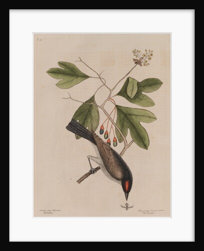 The 'tyrant' and the sassafras by Mark Catesby