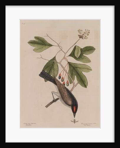 The 'tyrant' and the sassafras by Mark Catesby