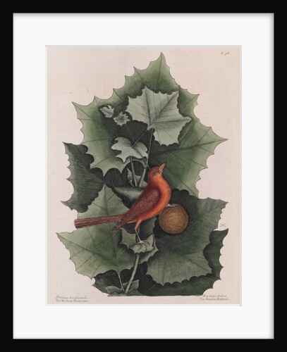 The 'summer red-bird' and the 'western plane tree' by Mark Catesby