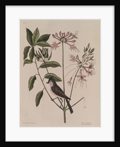 The 'crested titmouse' and the 'upright honysuckle' by Mark Catesby