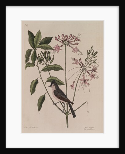 The 'crested titmouse' and the 'upright honysuckle' by Mark Catesby