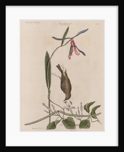The 'yellow-rump', the 'lilly-leaf'd hellebore' and the 'dogs-bane' by Mark Catesby
