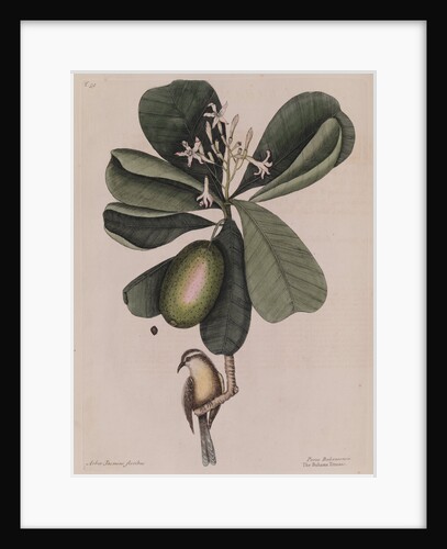 The 'Bahama titmouse' and the 'seven years apple' by Mark Catesby