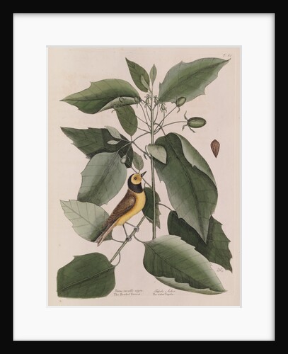 The 'hooded titmouse' and the water-tupelo by Mark Catesby