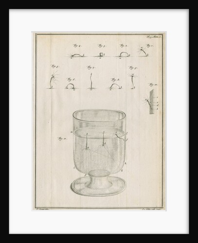 Polyps in a glass with studies of locomotion by Jacobus van der Schley