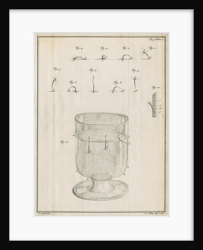 Polyps in a glass with studies of locomotion by Jacobus van der Schley