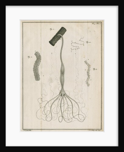 Freshwater hydra by Jacobus van der Schley