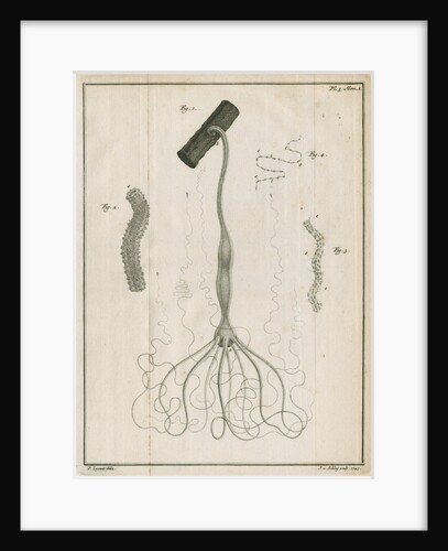 Freshwater hydra by Jacobus van der Schley