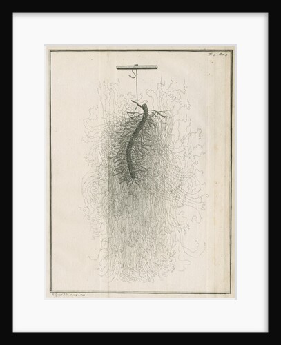 Freshwater hydra dissection by Pierre Lyonet
