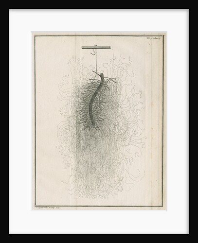 Freshwater hydra dissection by Pierre Lyonet