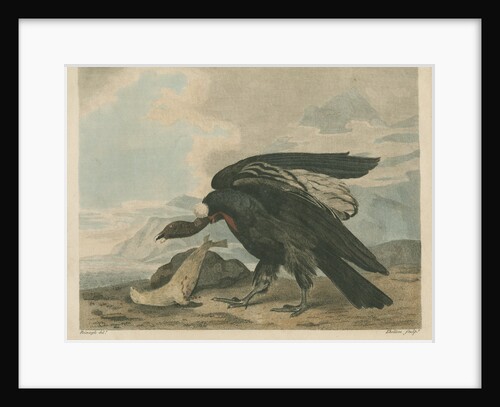 'The Magellanic Vulture, or Condor' by William Skelton