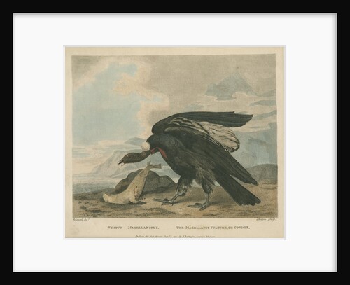 'The Magellanic Vulture, or Condor' by William Skelton
