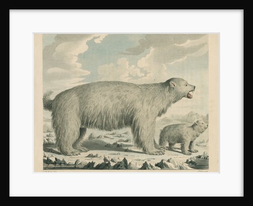'The Polar Bear' by George Noble