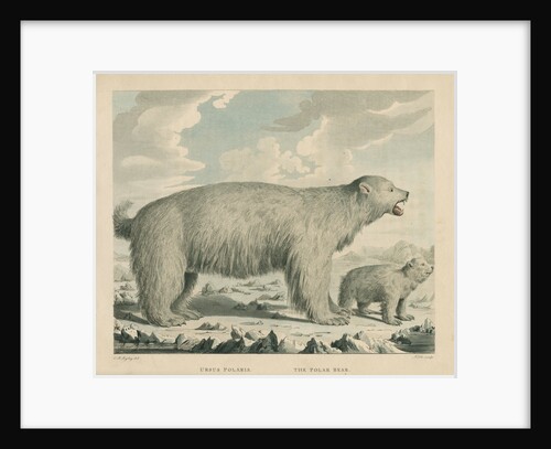 'The Polar Bear' by George Noble