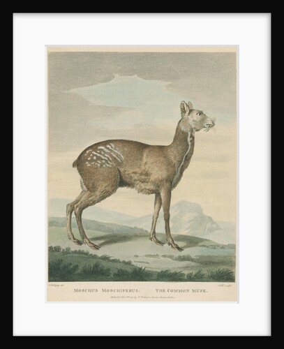 'The Common Musk' by George Noble