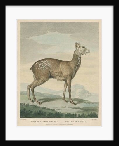 'The Common Musk' by George Noble