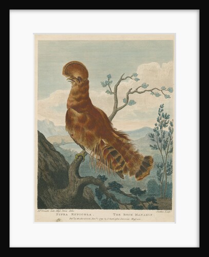 'The Rock Manakin' by William Skelton