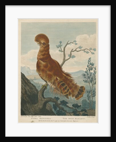 'The Rock Manakin' by William Skelton