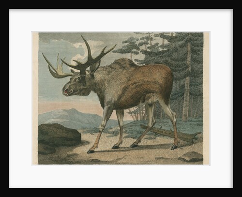 'The Elk' by William Skelton