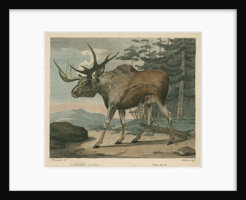 'The Elk' by William Skelton
