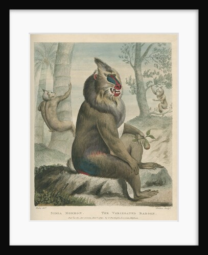 'The Variegated Baboon' [Mandrill] by William Skelton