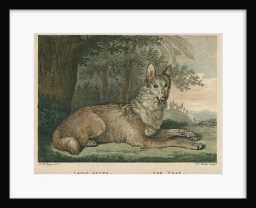 'The Wolf' by William Skelton