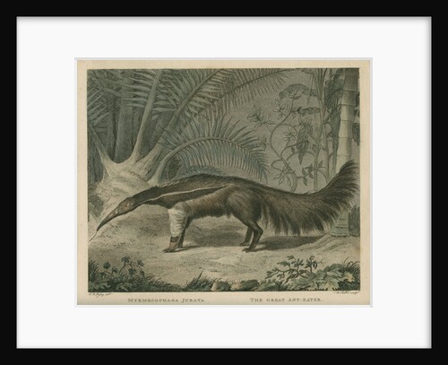 'The Great Ant-Eater' by William Skelton