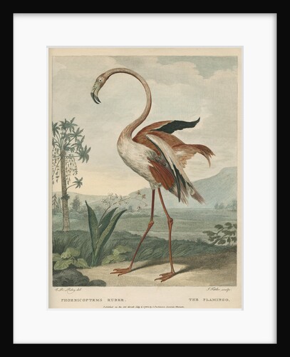 'The Flamingo' by James Fittler