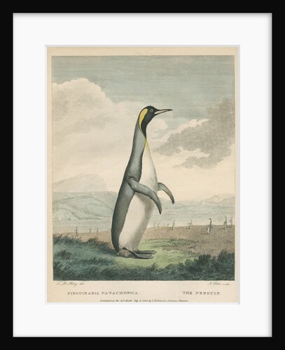'The Patagonian Penguin' by James Fittler