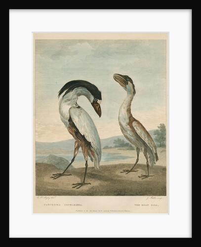 'The Boat-Bill' by James Fittler