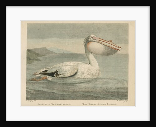'The Rough-Billed Pelican' by William Skelton