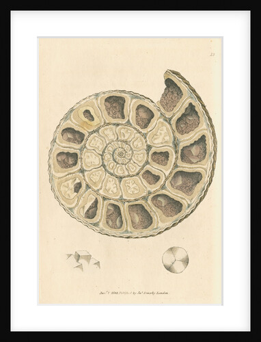 'Calx carbonata' [Ammonite with crystals] by James Sowerby