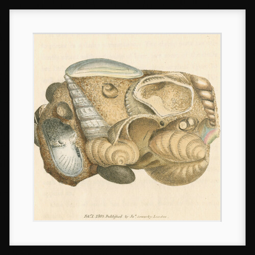 'Silex arenacea' by James Sowerby