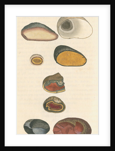 'Silex quartzum' by James Sowerby