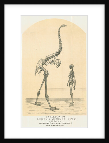 Skeletons of Moa and man by Lyttelton Times
