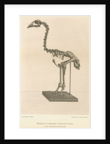 Skeleton of the Adzebill by Easter & Wallis