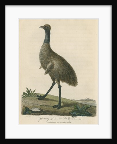 'Cassowary of New South Wales' by Sarah Stone
