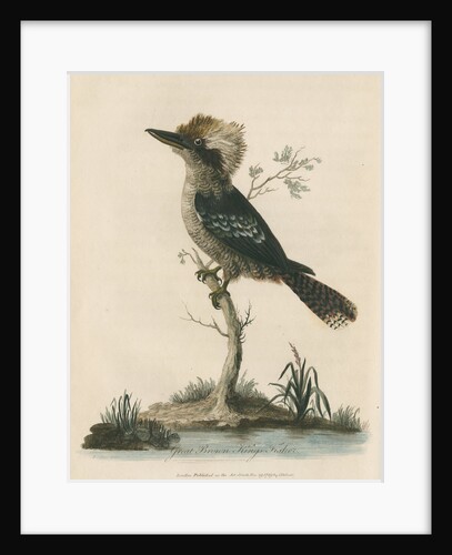 'Great Brown King's Fisher' by Sarah Stone
