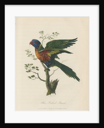 'Blue Bellied Parrot' by Sarah Stone