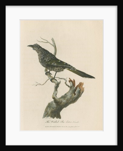 Wattled bee-eater, or Merops, Female by Sarah Stone