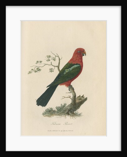 'Tabuan Parrot' by Sarah Stone