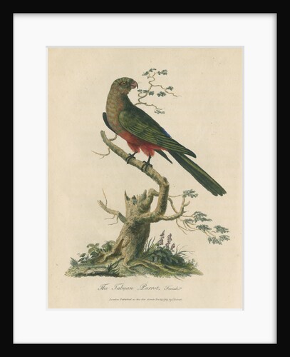 'The Tabuan Parrot, Female' by Sarah Stone