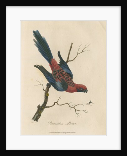 'Pennantian Parrot' by Sarah Stone