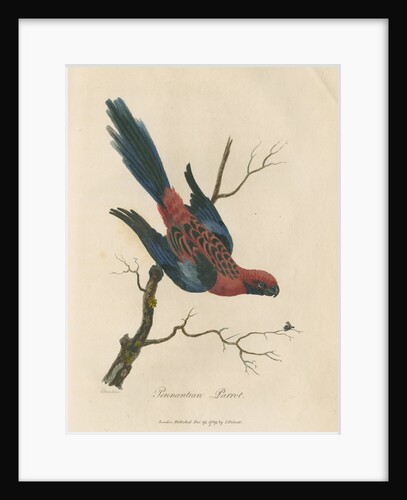 'Pennantian Parrot' by Sarah Stone