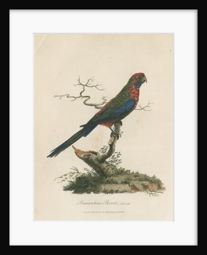 'Pennantian Parrot, Female' by Sarah Stone