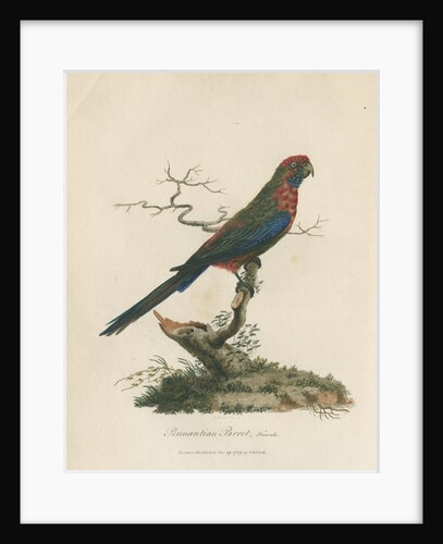 'Pennantian Parrot, Female' by Sarah Stone