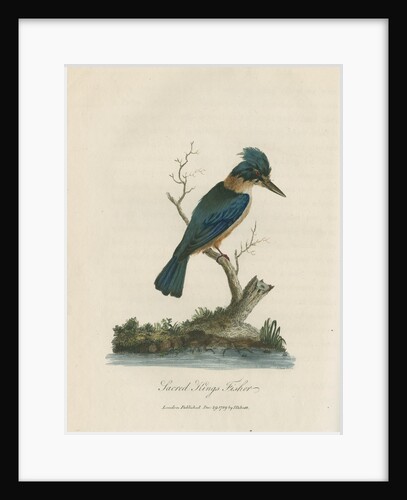 'Sacred Kings Fisher' by Sarah Stone